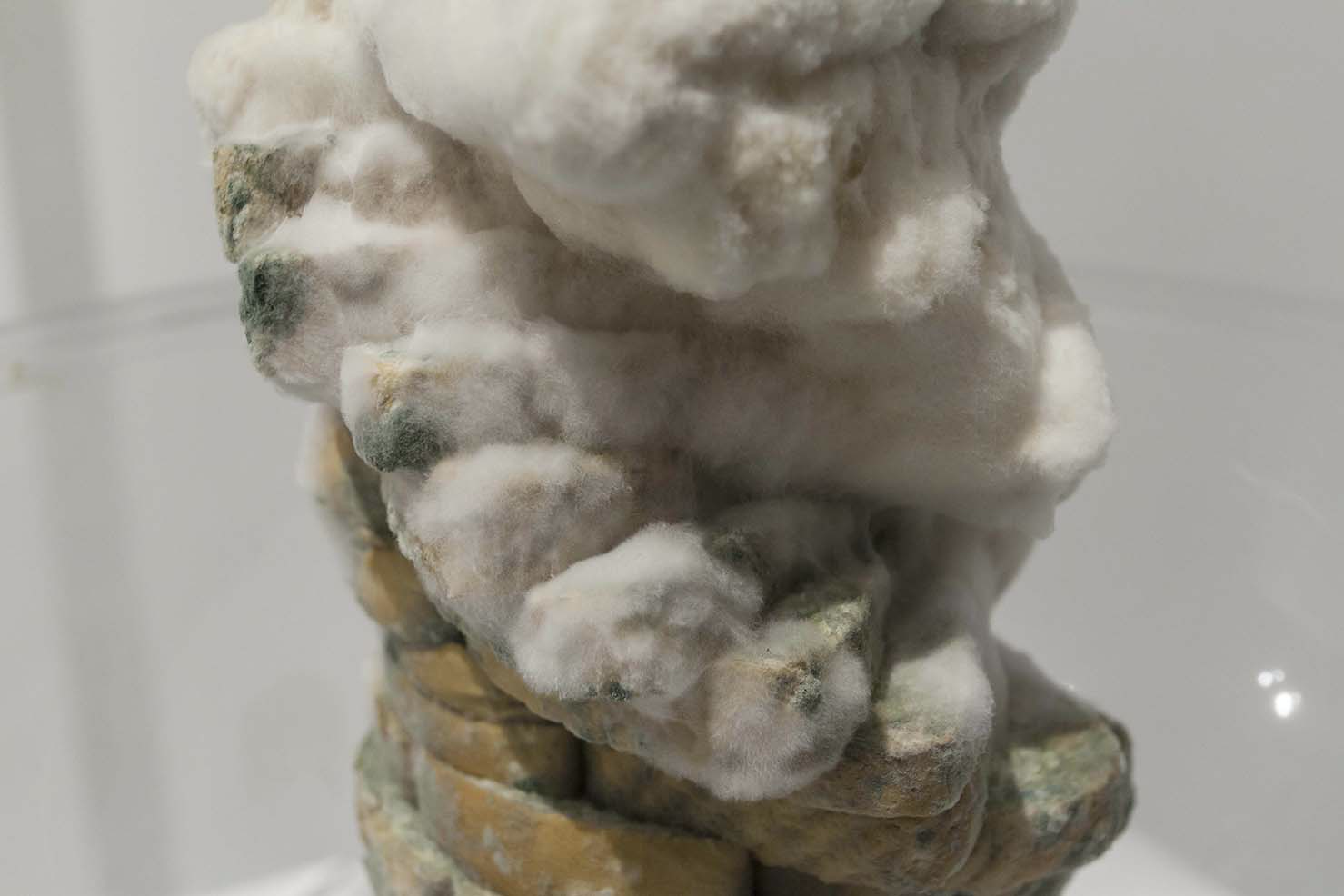Closeup of “Rolling in the Dough” with actual bread mold